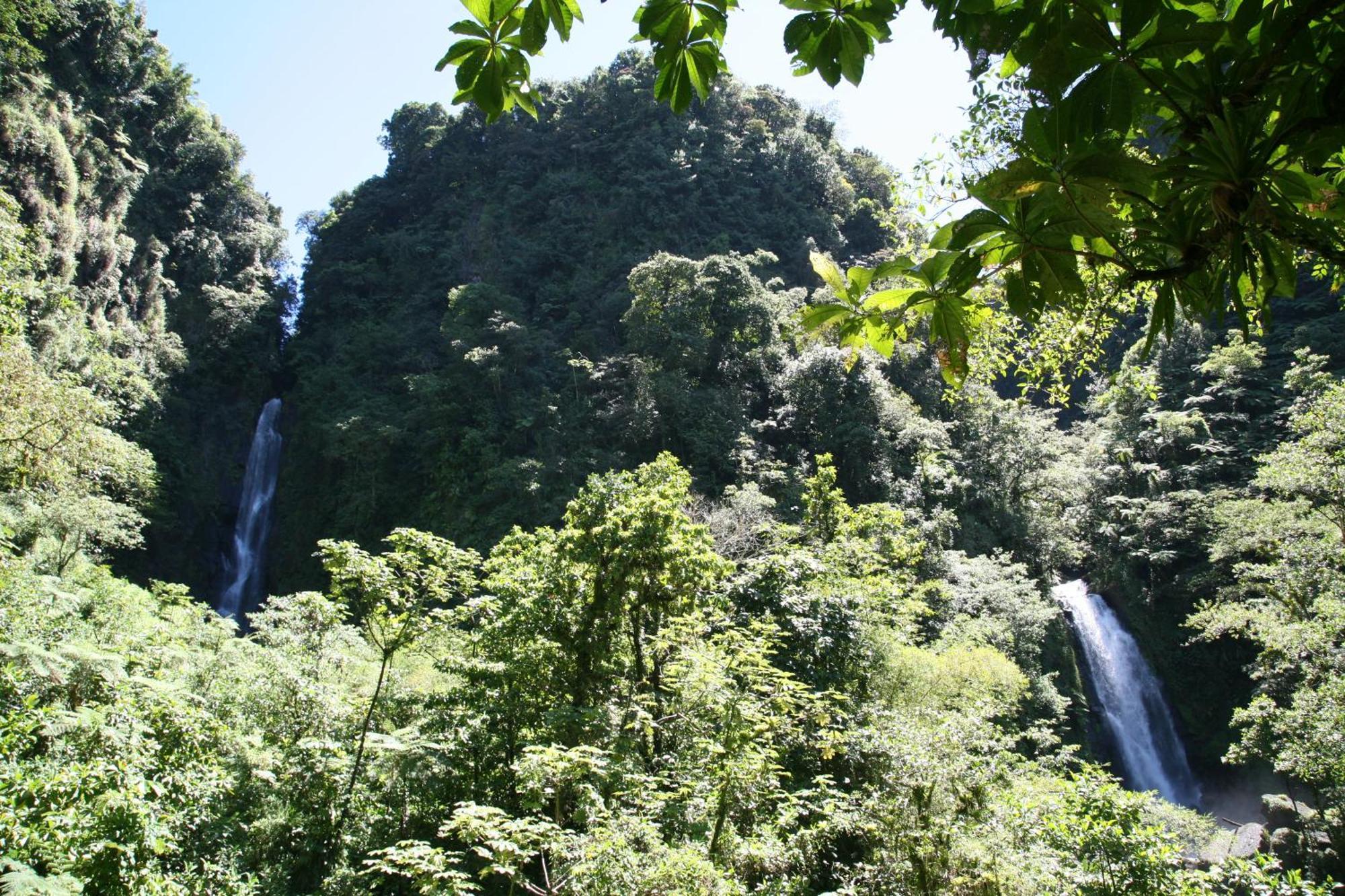 Natty Tropical Valley روسو المظهر الخارجي الصورة