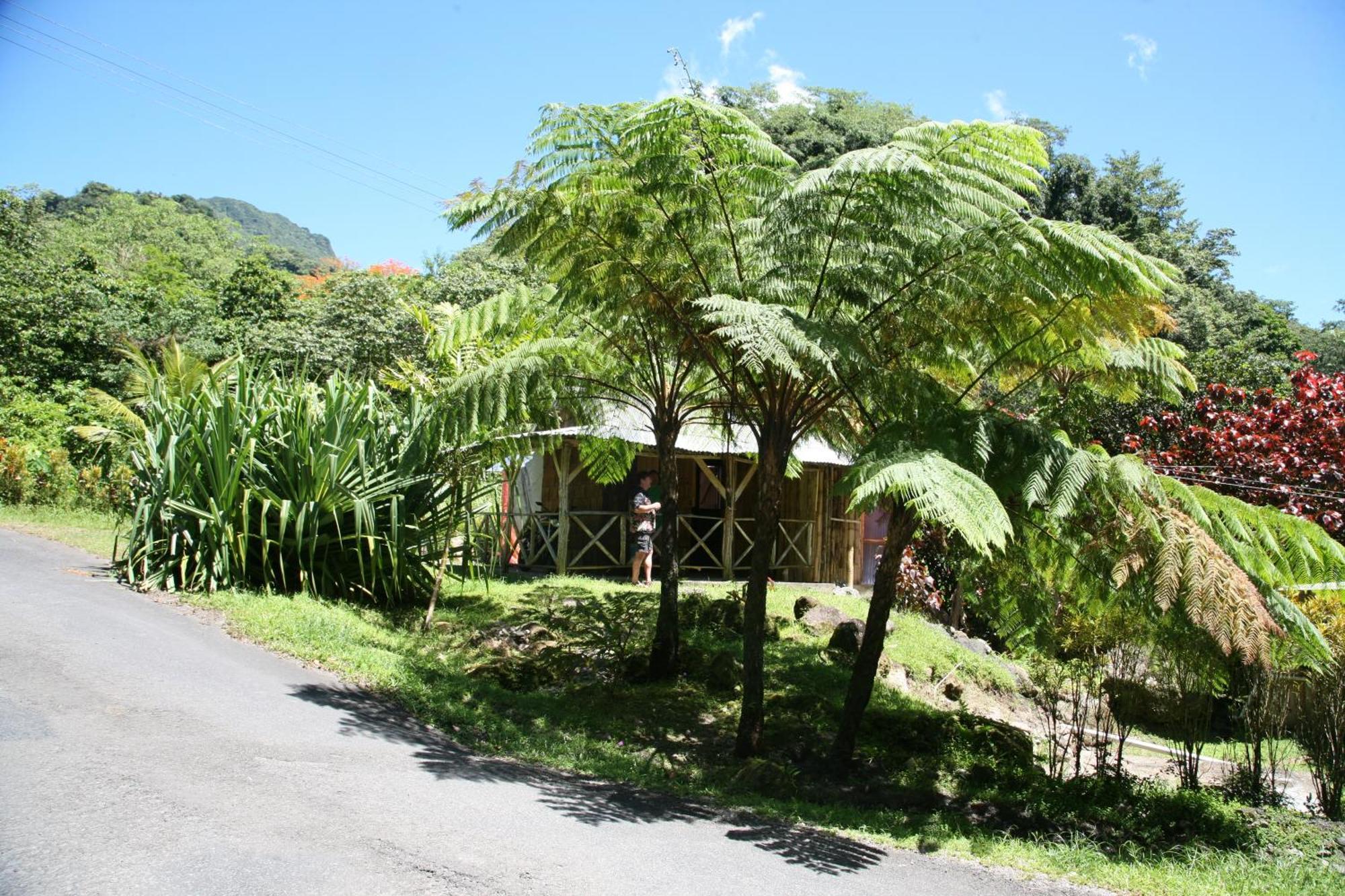 Natty Tropical Valley روسو المظهر الخارجي الصورة