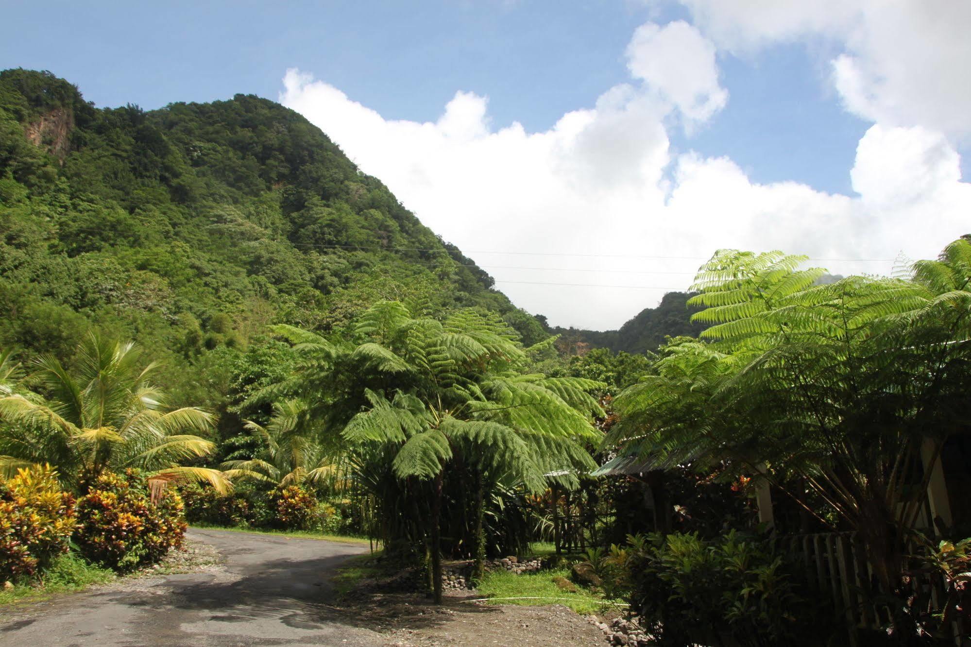 Natty Tropical Valley روسو المظهر الخارجي الصورة